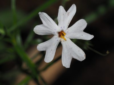 Phlox subulata, photographed by Clay Gibbons