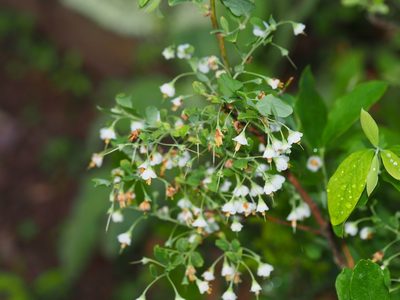 Vaccinium stamineum, photographed by Clay Gibbons