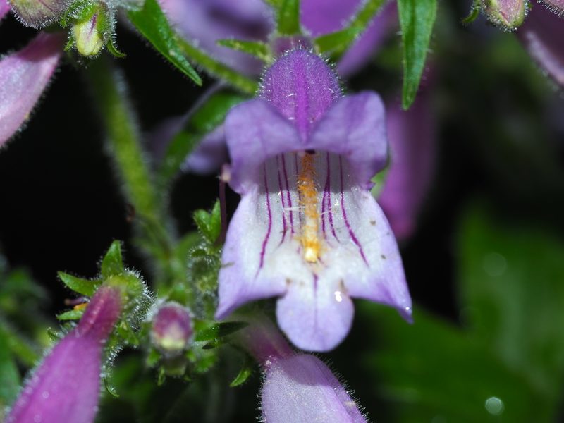 Penstemon canescens, photographed by Clay Gibbons