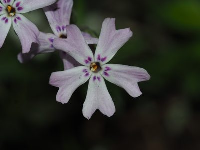 Phlox subulata, photographed by Clay Gibbons