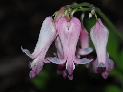 Dicentra eximia, photographed by Clay Gibbons