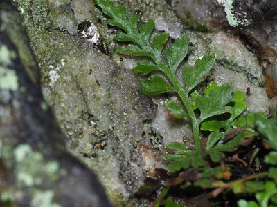 Asplenium montanum, photographed by Clay Gibbons