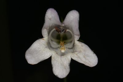 Penstemon calycosus, photographed by Brian Finzel