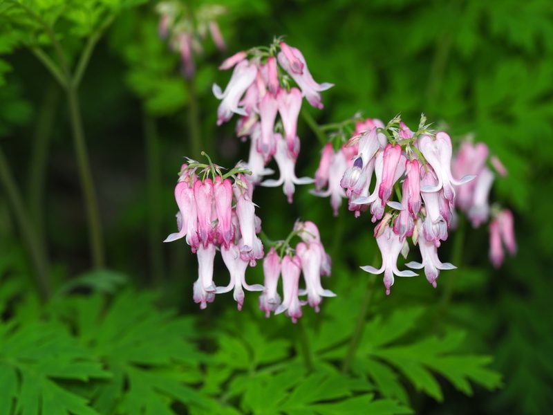 Dicentra eximia, photographed by Clay Gibbons