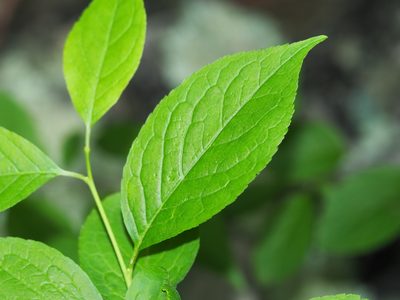 Ilex montana