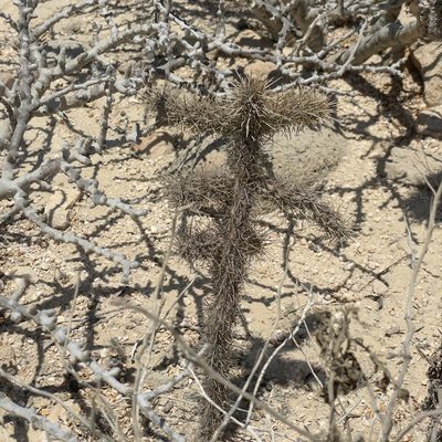 Cylindropuntia alcahes