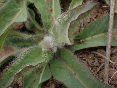 Hieracium scouleri, photographed by Shane Johnson