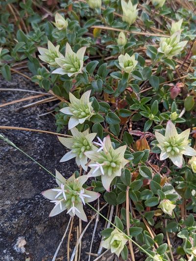 Monardella nana, photographed by Tom and T Herman