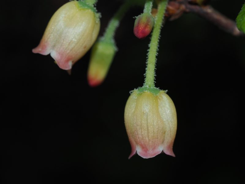 Rhododendron pilosum, photographed by Clay Gibbons