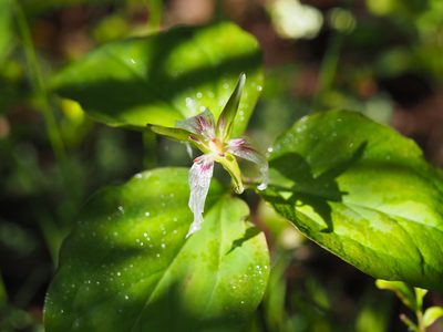 Trillium undulatum, photographed by Clay Gibbons