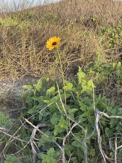 Helianthus praecox, photographed by CK2AZ