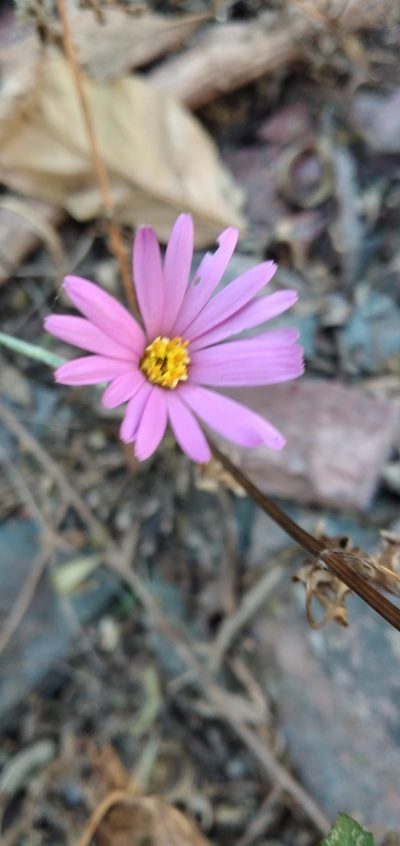 Onoseris alata, photographed by Fede y Vani