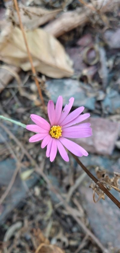 Onoseris alata, photographed by Fede y Vani