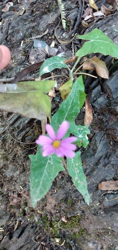 Onoseris alata, photographed by Fede y Vani