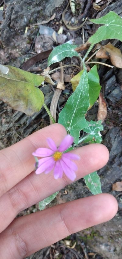 Onoseris alata, photographed by Fede y Vani