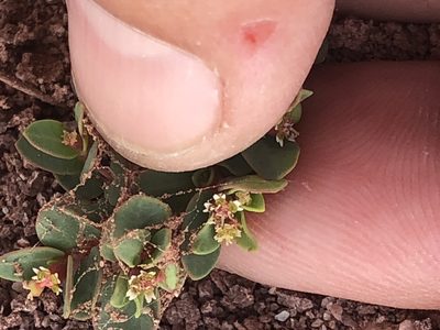 Euphorbia fendleri, photographed by Amy Huie