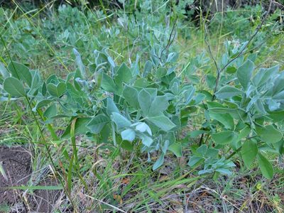 Thermopsis californica, photographed by Keenan Pepper