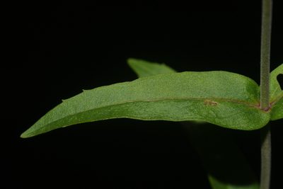 Penstemon laxiflorus, photographed by Brian Finzel