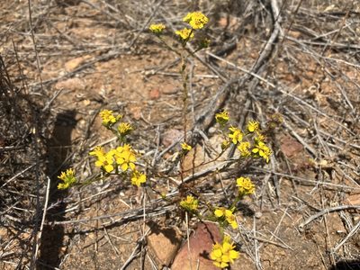 Deinandra fasciculata, photographed by Jess Mullins