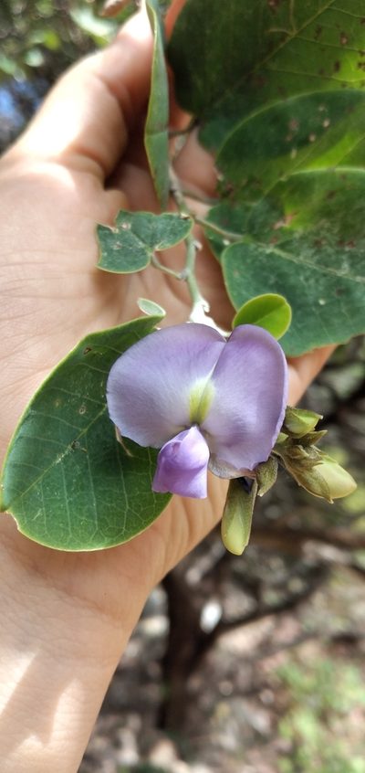Poissonia hypoleuca, photographed by Fede y Vani