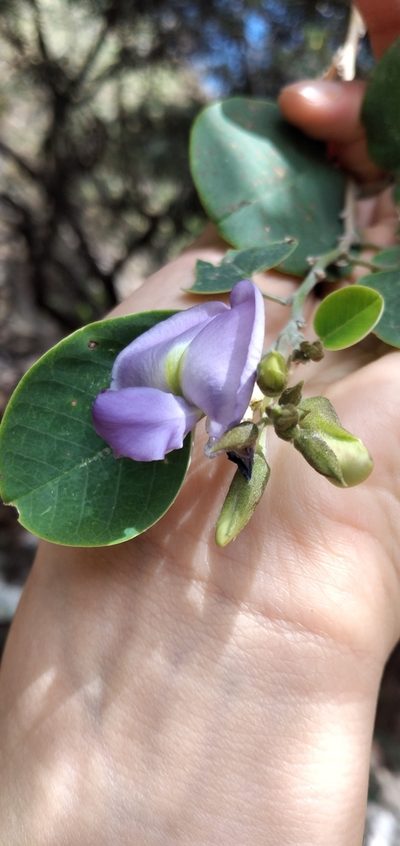 Poissonia hypoleuca, photographed by Fede y Vani