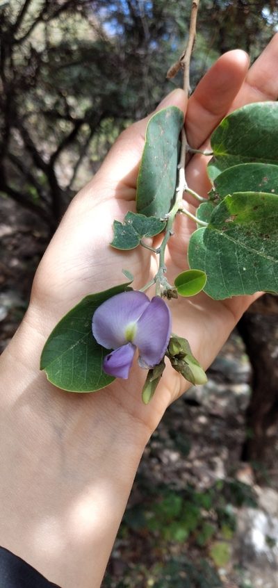 Poissonia hypoleuca, photographed by Fede y Vani