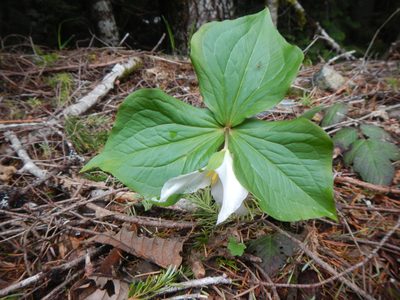 Trillium ovatum, photographed by humon