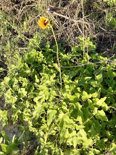 Helianthus praecox, photographed by CK2AZ