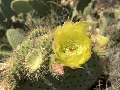 Opuntia leucotricha, photographed by Jess Mullins