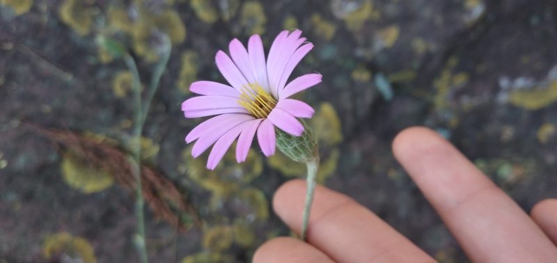 Onoseris alata, photographed by Fede y Vani
