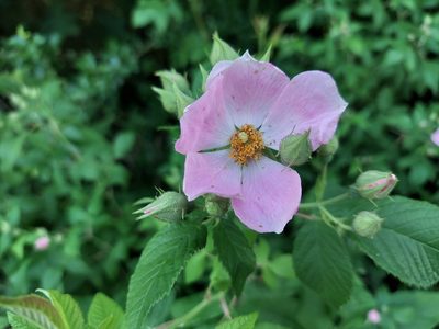 Rosa setigera, photographed by Nicholas Stockmaster