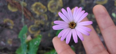 Onoseris alata, photographed by Fede y Vani