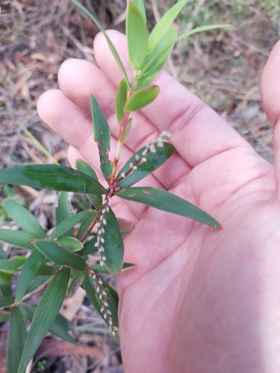 Leucopogon affinis, photographed by Tim