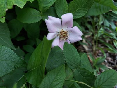 Rosa setigera, photographed by Nicholas Stockmaster