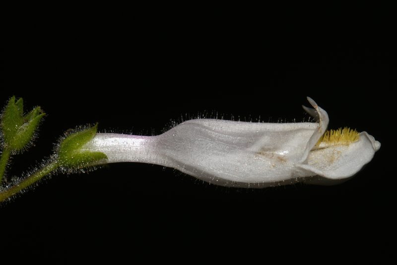 Penstemon tenuiflorus, photographed by Brian Finzel