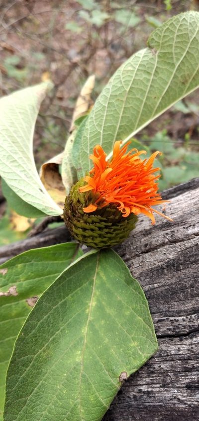 Cnicothamnus lorentzii, photographed by Fede y Vani