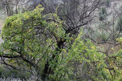 Marah macrocarpa, photographed by velodrome