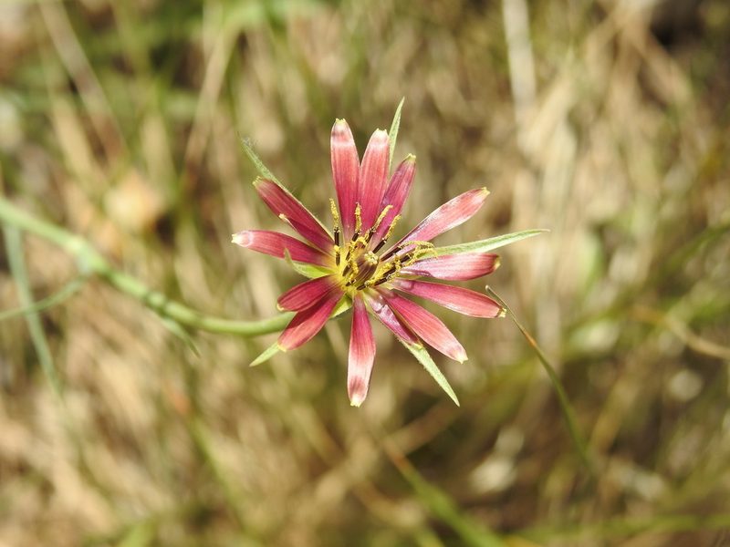 Tragopogon crocifolius, photographed by Yves Bas