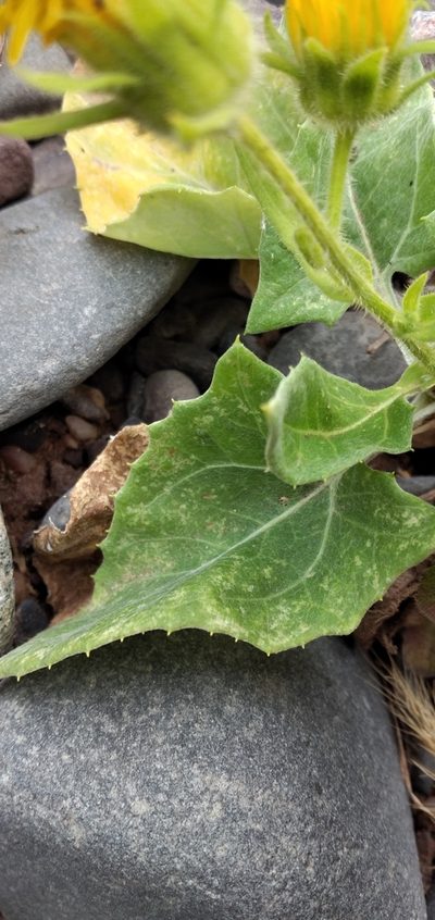 Microliabum polymnioides, photographed by Fede y Vani