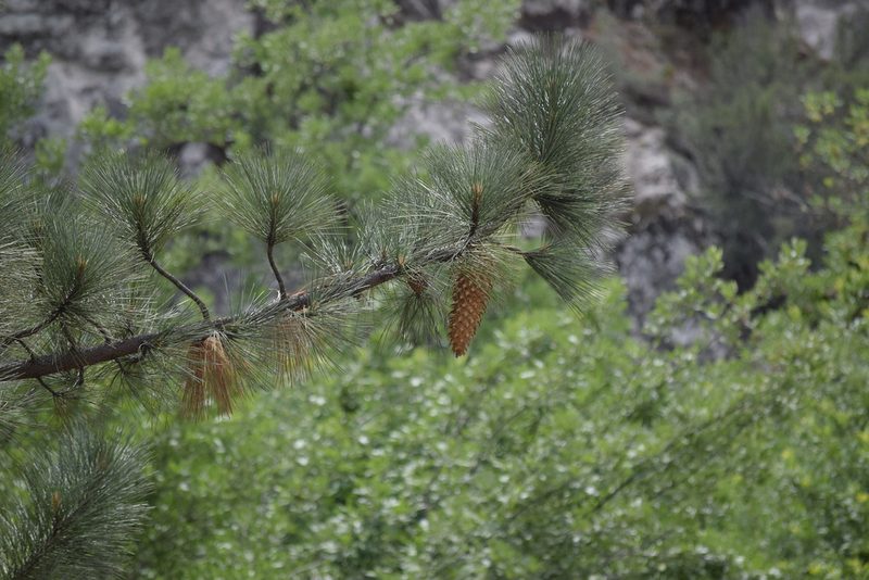 Pinus coulteri, photographed by velodrome