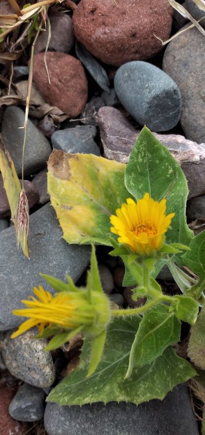 Microliabum polymnioides, photographed by Fede y Vani