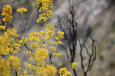 Ehrendorferia chrysantha, photographed by velodrome