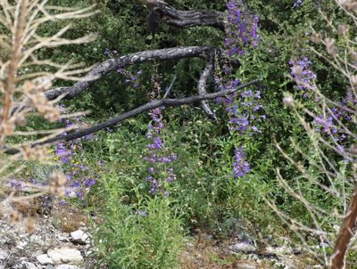 Penstemon spectabilis, photographed by velodrome