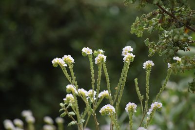Phacelia brachyloba, photographed by velodrome