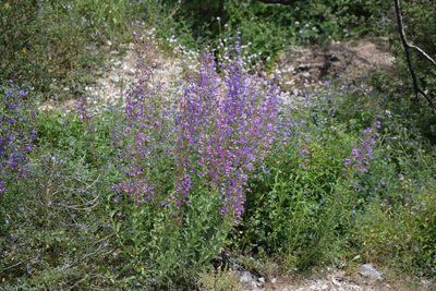 Penstemon spectabilis, photographed by velodrome