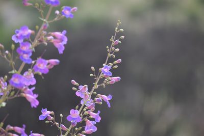 Penstemon spectabilis, photographed by velodrome