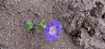 Ipomoea purpurea, photographed by Fede y Vani