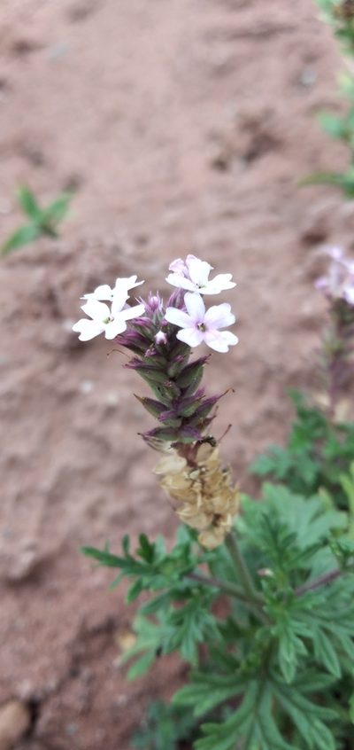 Verbena santiaguensis, photographed by Fede y Vani