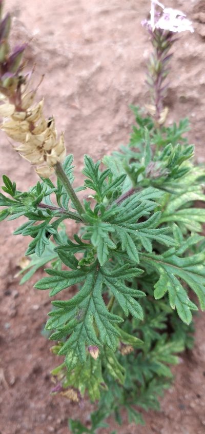 Verbena santiaguensis, photographed by Fede y Vani