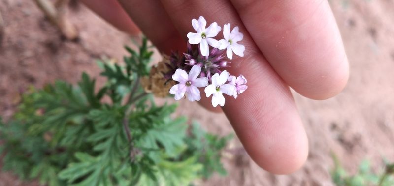 Verbena santiaguensis, photographed by Fede y Vani